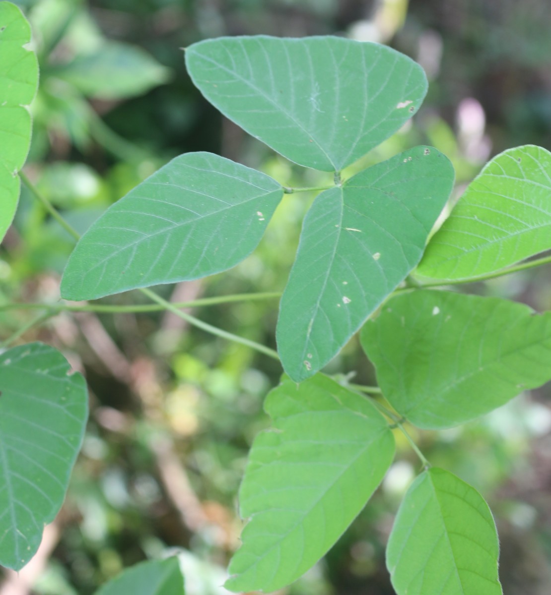 Mucuna pruriens var. pruriens (L.) DC.